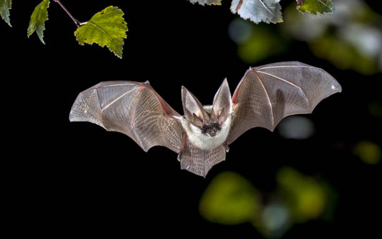 solution anagramme de "Chauve souris"